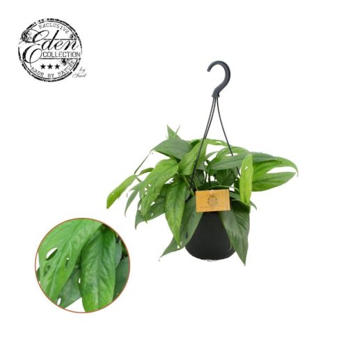 Epipremnum Pinnatum 'Cebu Blue' - Szobai futóka