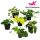 Epipremnum pinnatum - Scindapsus MIX - Szobai futóka