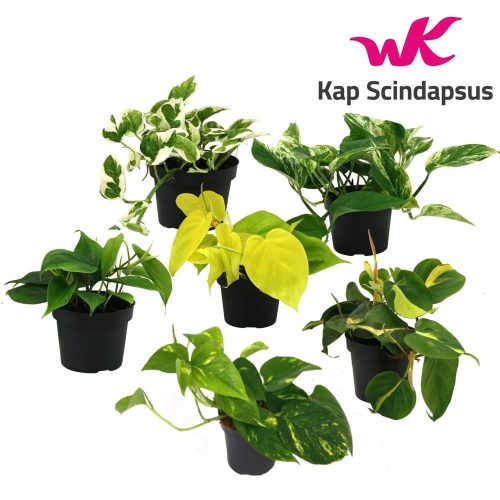 Epipremnum pinnatum - Scindapsus MIX - Szobai futóka