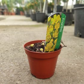 Eranthis cilicica - téltemető