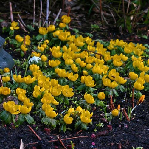 Eranthis cilicica - téltemető