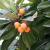 Eriobotrya japonica – Japán naspolya
