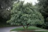 Eriobotrya japonica – Japán naspolya