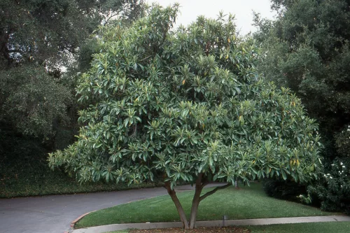 Eriobotrya japonica – Japán naspolya