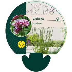 Verbena bonariensis - ernyős verbéna (vasfű)