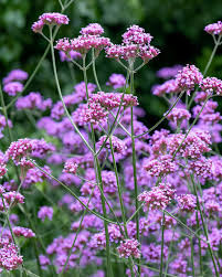 Verbena bonariensis - ernyős verbéna (vasfű)