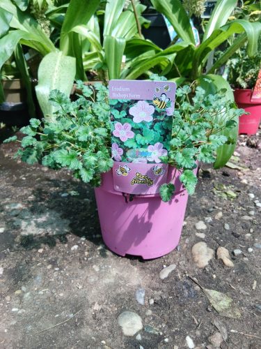 Erodium variabile 'Bishop' s From' - Gémorr
