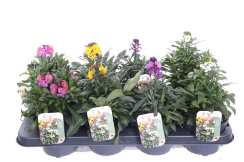 Erysimum linifolium mix - Lenlevelű repcsény