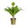 Eucomis Bicolor - Üstökliliom