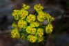 Euphorbia cyparissias – Farkas kutyatej