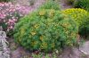 Euphorbia cyparissias – Farkas kutyatej