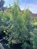 Eugenia myrtifolia "newport" - Ausztrál cseresznye