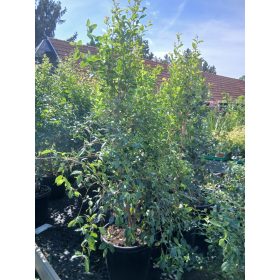   Eugenia myrtifolia "newport" - Ausztrál cseresznye