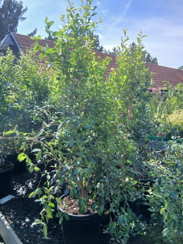 Eugenia myrtifolia "newport" - Ausztrál cseresznye