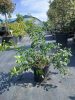 Eugenia myrtifolia "newport" - Ausztrál cseresznye