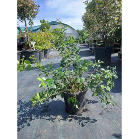   Eugenia myrtifolia "newport" - Ausztrál cseresznye