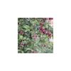 Eugenia myrtifolia "newport" - Ausztrál cseresznye
