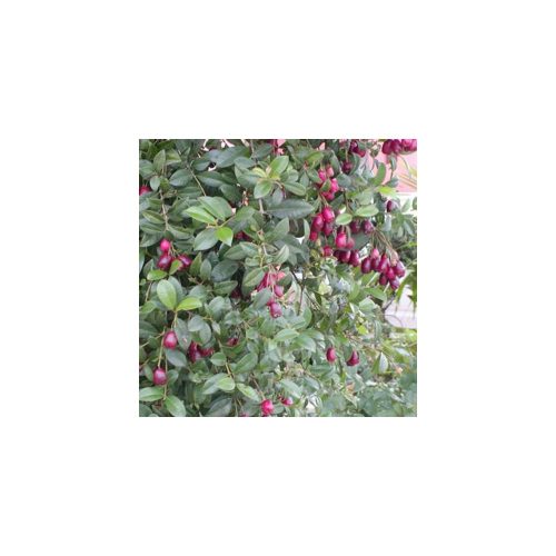 Eugenia myrtifolia "newport" - Ausztrál cseresznye