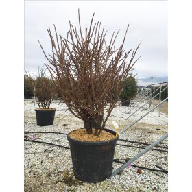 Euonymus alatus - Szárnyas kecskerágó