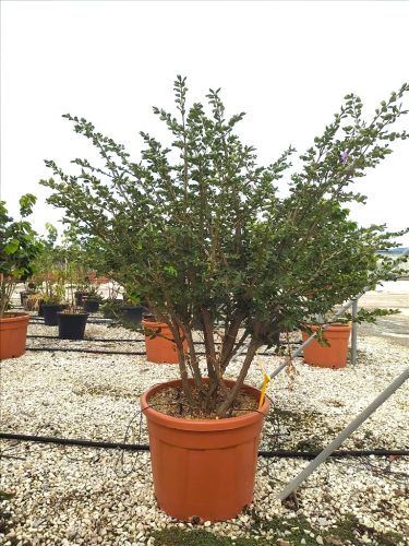 Euonymus alatus - Szárnyas kecskerágó