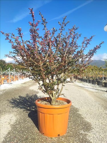 Euonymus alatus - Szárnyas kecskerágó