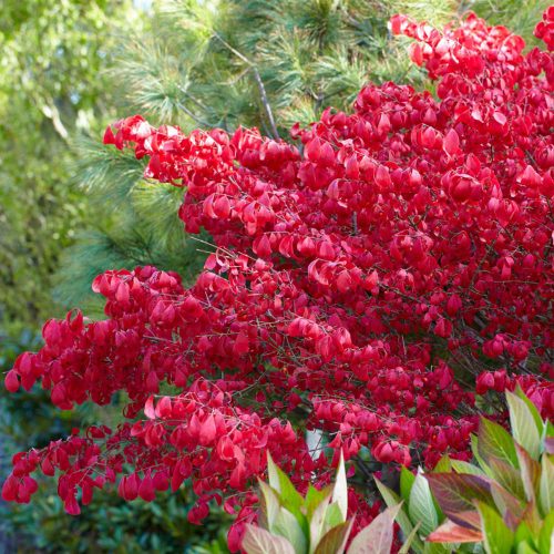 Euonymus alatus - Szárnyas kecskerágó