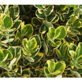 Euonymus japonicus 'Aurea' - Japán Kecskerágó