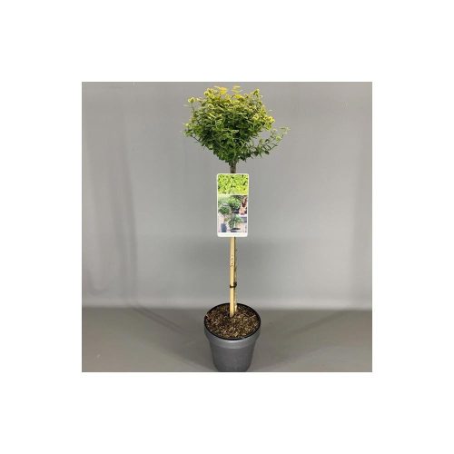 Euonymus Emerald Gold - Kis levelű kecskerágó