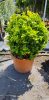 Euonymus japonicus 'Aurea' - Japán kecskerágó