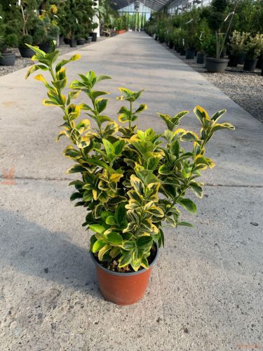 Euonymus japonicus 'Aurea' - Japán kecskerágó