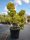 Euonymus japonicus 'Aurea' - Japán kecskerágó ponpon