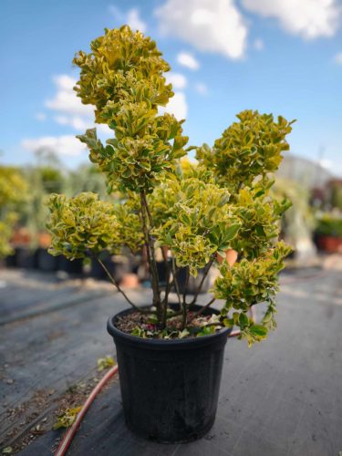 Euonymus japonicus 'Aurea' - Japán kecskerágó ponpon