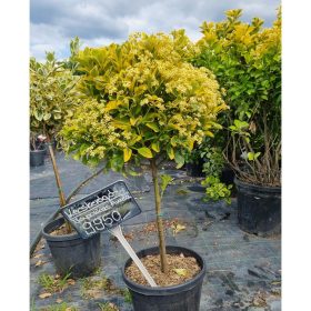   Euonymus japonicus 'Aurea' - Japán kecskerágó (törzses)