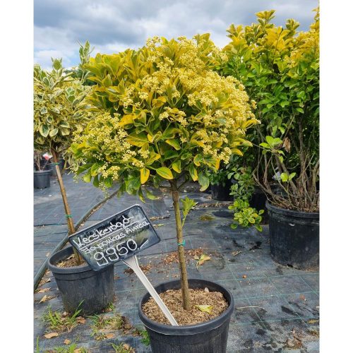 Euonymus japonicus 'Aurea' - Japán kecskerágó (törzses)