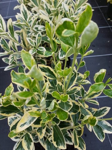 Euonymus japonicus 'Bravo' - Japán Kecskerágó