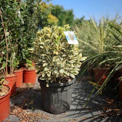Euonymus japonicus 'Bravo' - Japán Kecskerágó