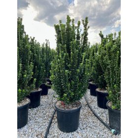   Euonymus japonicus Benkomasaki Erecta - Oszlopos japán kecskerágó