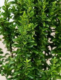 Euonymus japonicus Benkomasaki Erecta - Oszlopos japán kecskerágó