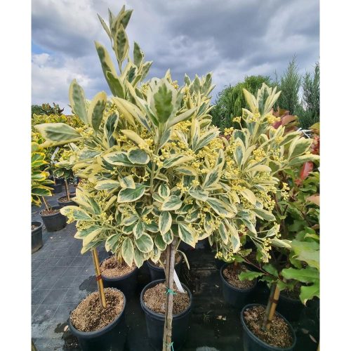 Euonymus japonicus 'Bravo' - Japán kecskerágó (törzses)