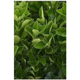 Euonymus japonicus - kislevelű zöld kecskerágó