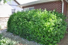 Euonymus japonicus - kislevelű zöld kecskerágó