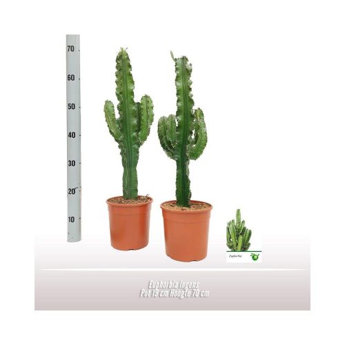 Euphorbia Ingens - Kutyatej