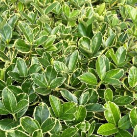 Euonymus japonicus - tarka levelű kecskerágó