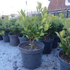 Euonymus japonicus - kecskerágó