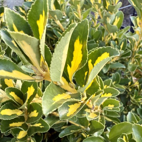 Euonymus japonicus "Aureus" - kecskerágó