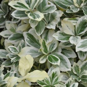   Euonymus japonicus ’President Gauthier’ - Tarkalevelű japán kecskerágó