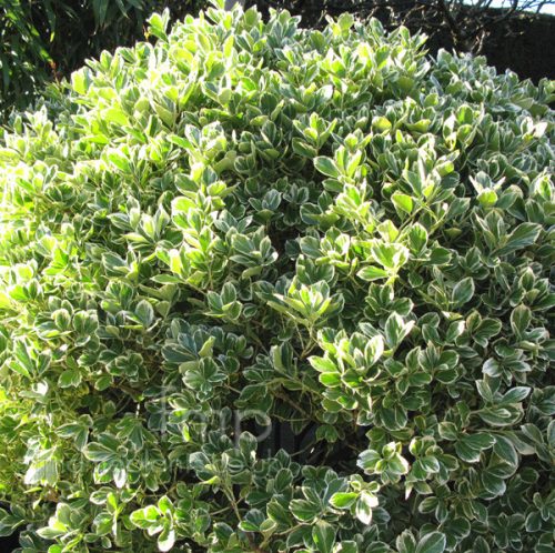 Euonymus japonicus ’President Gauthier’ - Tarkalevelű japán kecskerágó