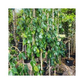 Fagus sylvatica 'Pendula' – Csüngőágú bükk