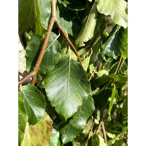 Fagus sylvatica 'Pendula' – Csüngőágú bükk