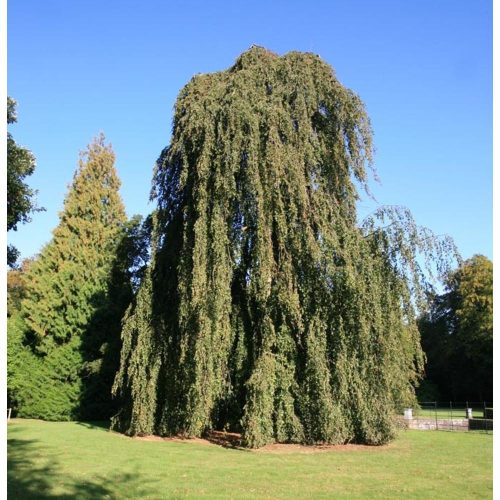 Fagus sylvatica 'Pendula' – Csüngőágú bükk
